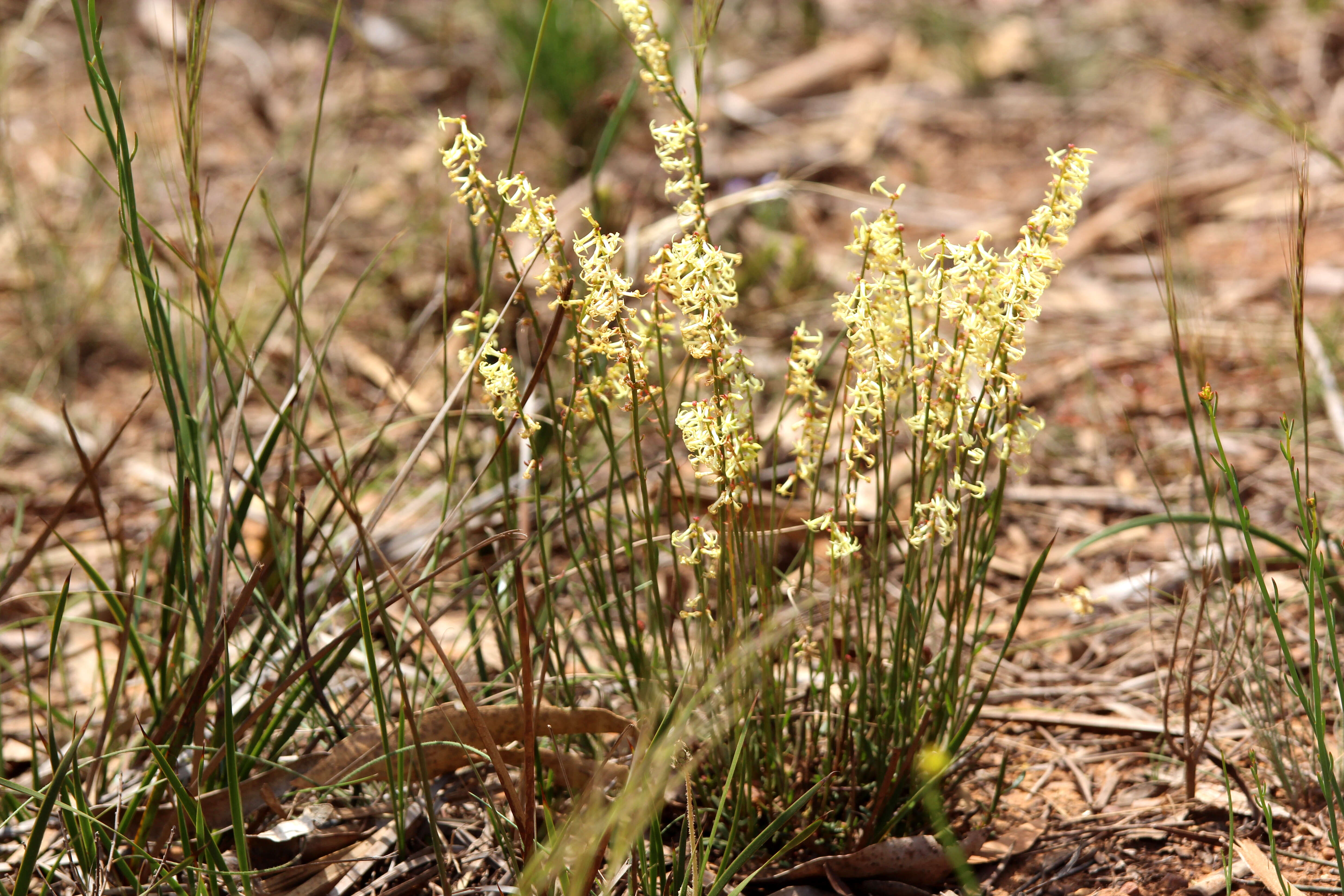 Image of Stackhousia monogyna Labill.