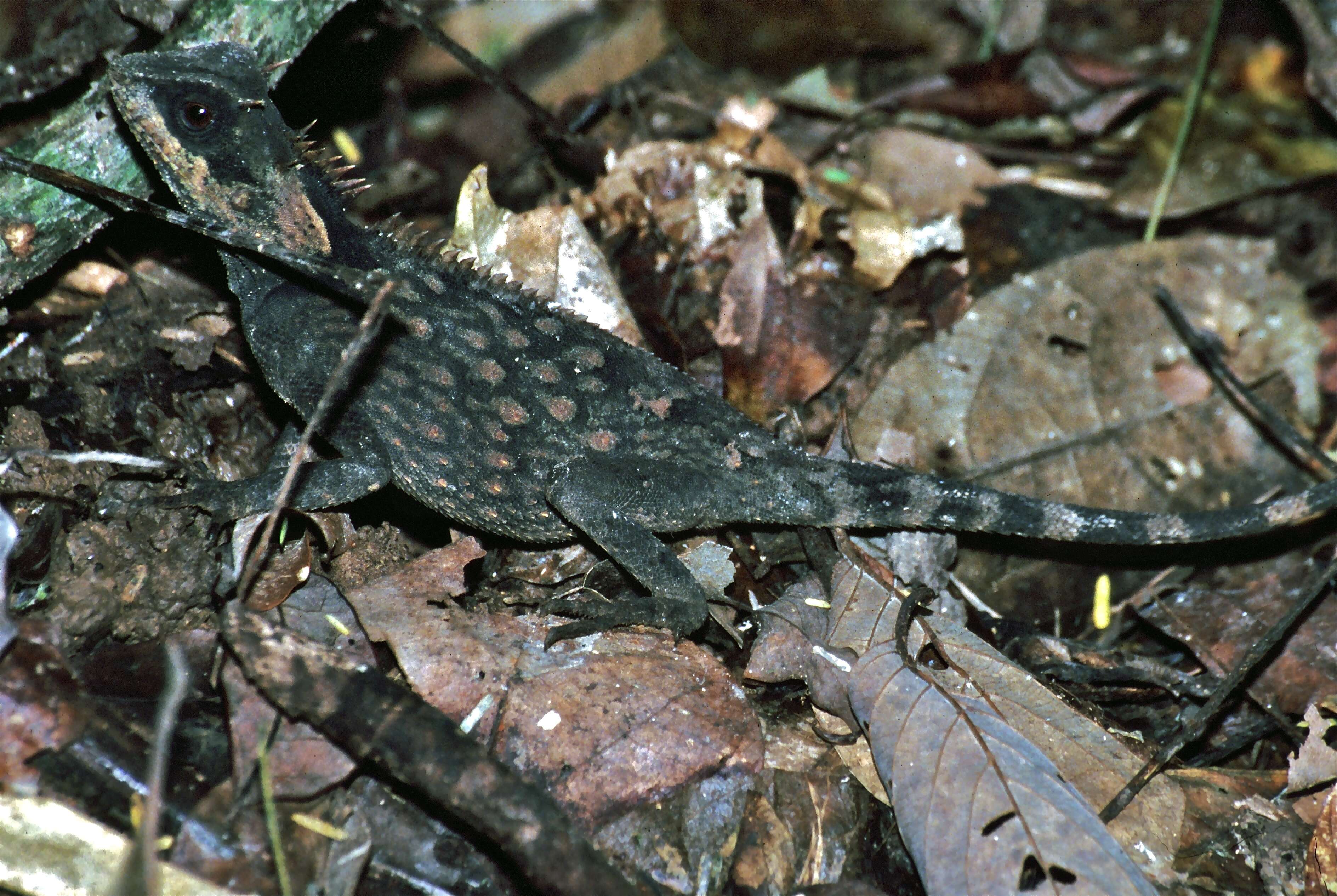 Image of Acanthosaura cardamomensis Wood, Grismer, Grismer, Neang, Chav & Holden 2010