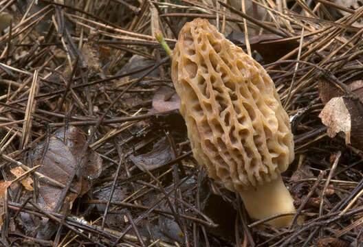 Image of Morchella esculenta (L.) Pers. 1801