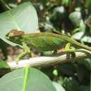 Image of Kilimanjaro Blade-horned Chameleon