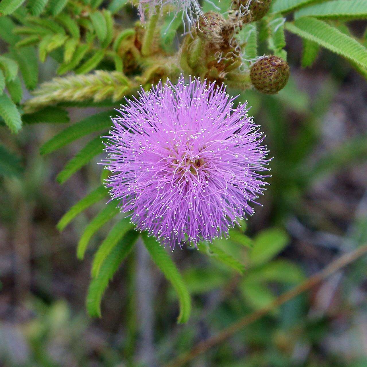 Image of Mimosa claussenii Benth.