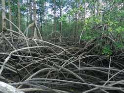 Image of mangrove