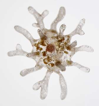 Image of Amoeba proteus