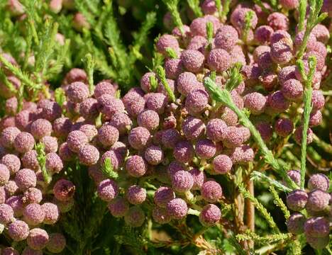 Image of Berzelia lanuginosa (L.) Brongn.