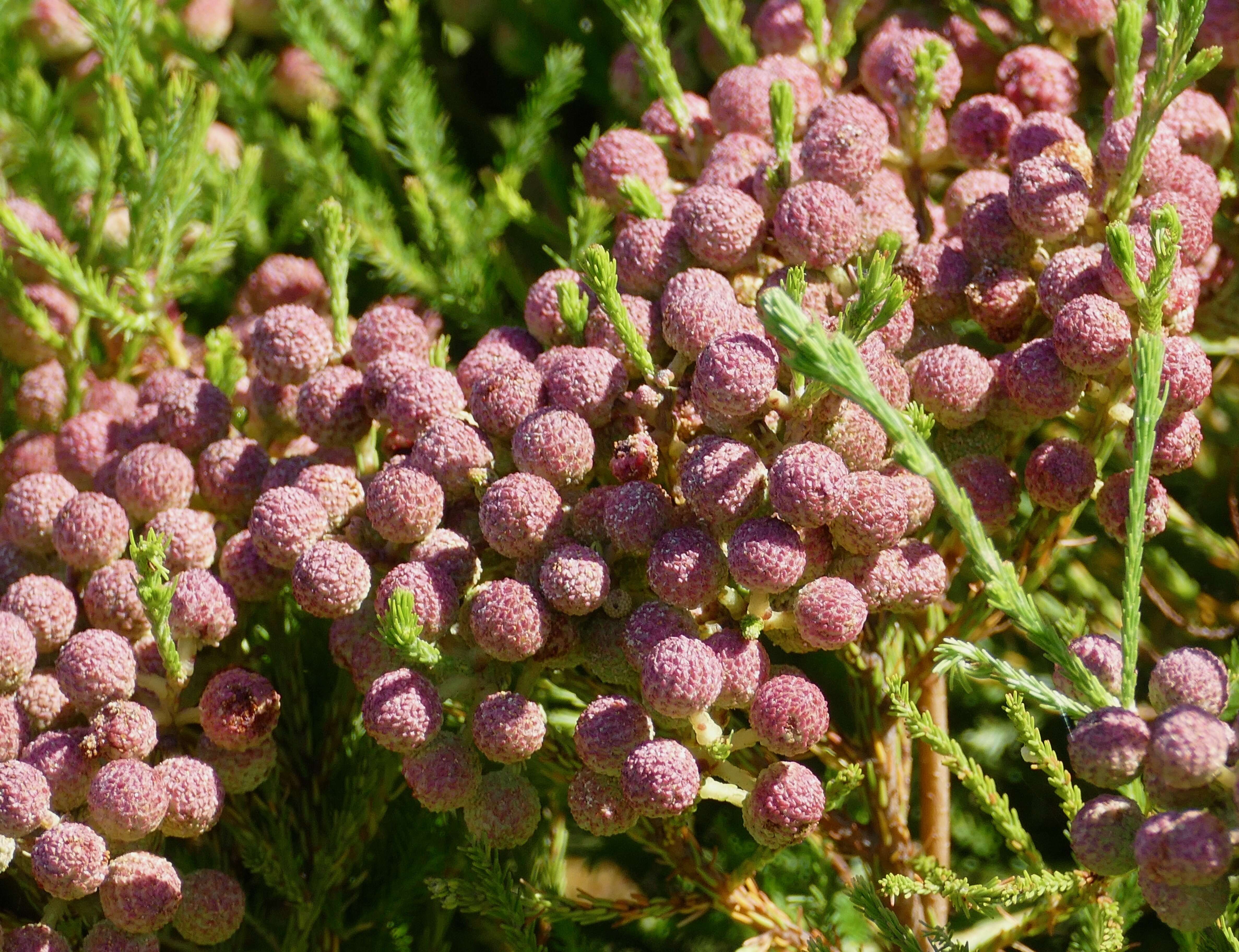 Berzelia lanuginosa (L.) Brongn. resmi