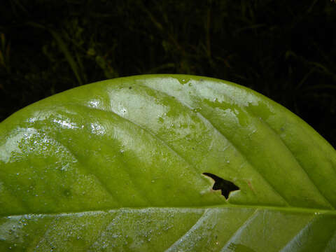 Image of Schlegelia parviflora (Oerst.) Monach.