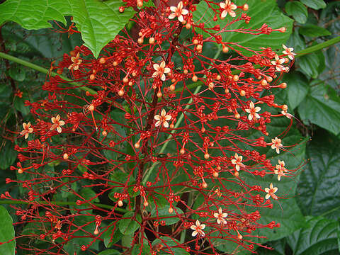 Image of pagoda-flower