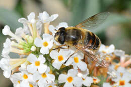 Image de Eristalis