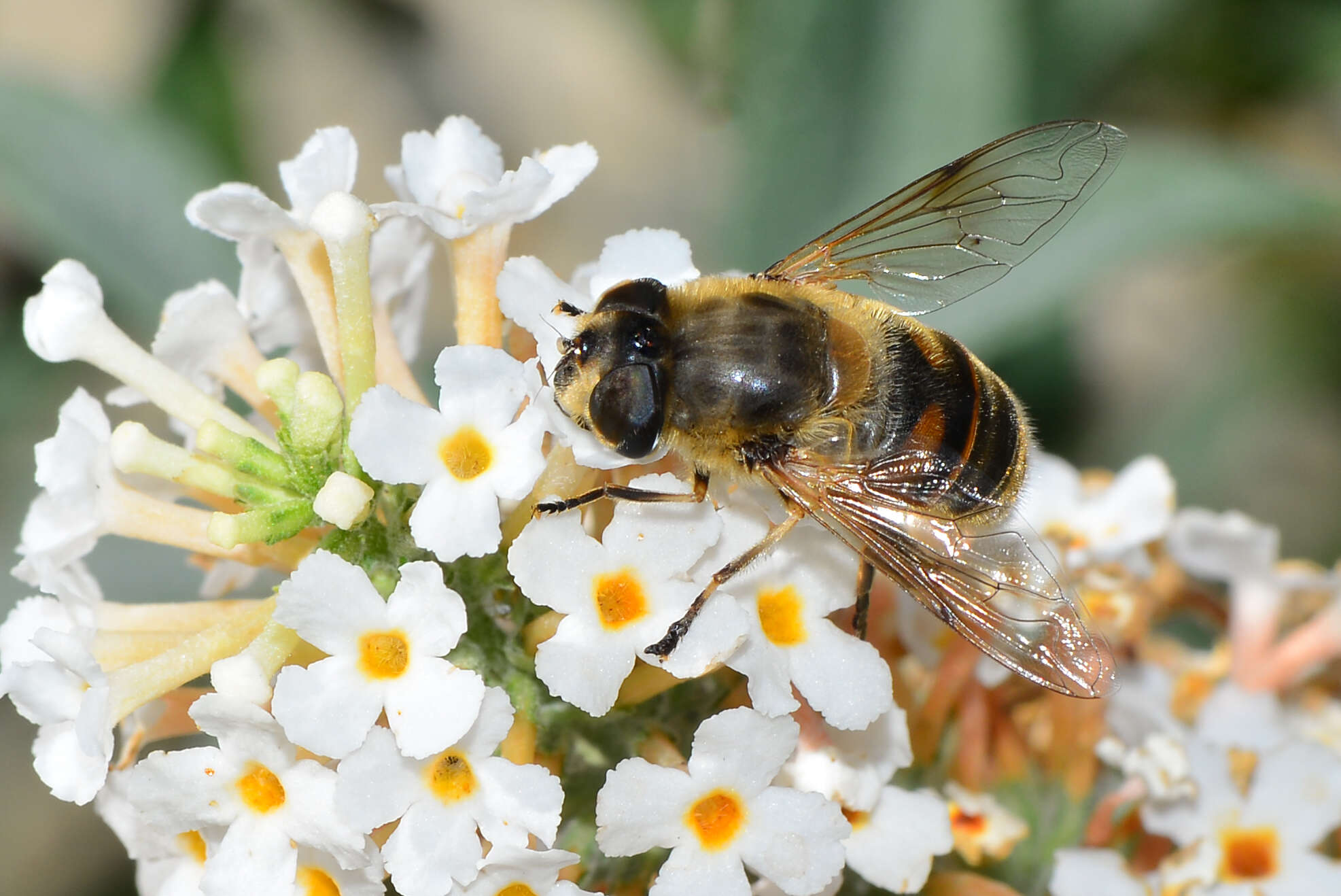 Слика од Eristalis tenax (Linnaeus 1758)