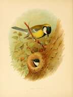 Image of Parus Linnaeus 1758