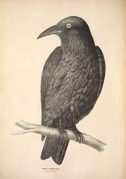 Image of Australian Raven