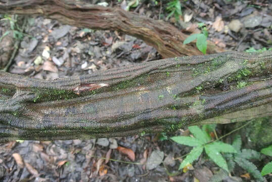 Image of Clibadium sylvestre (Aubl.) Baillon