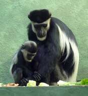 Image of Black-and-white Colobus Monkeys