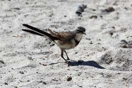 Image of Cape Wagtail