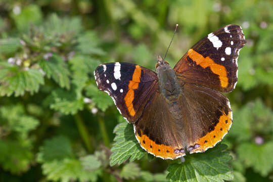 Image of Red Admiral