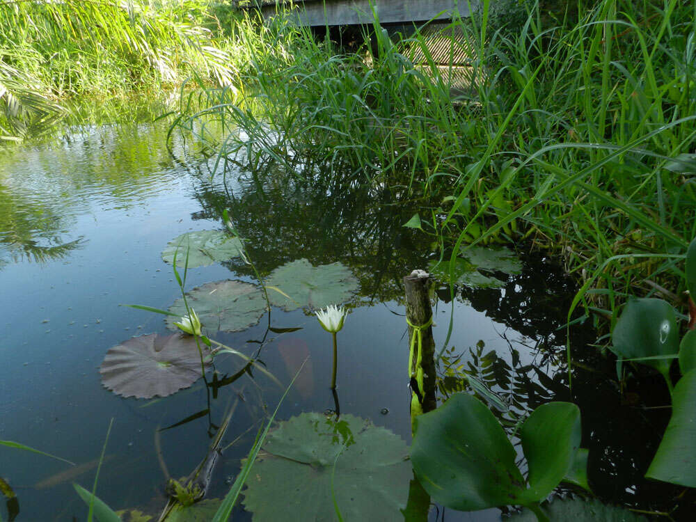 Image of Dotleaf waterlily