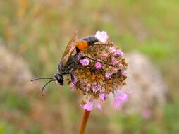 Image of Cutworm Wasps