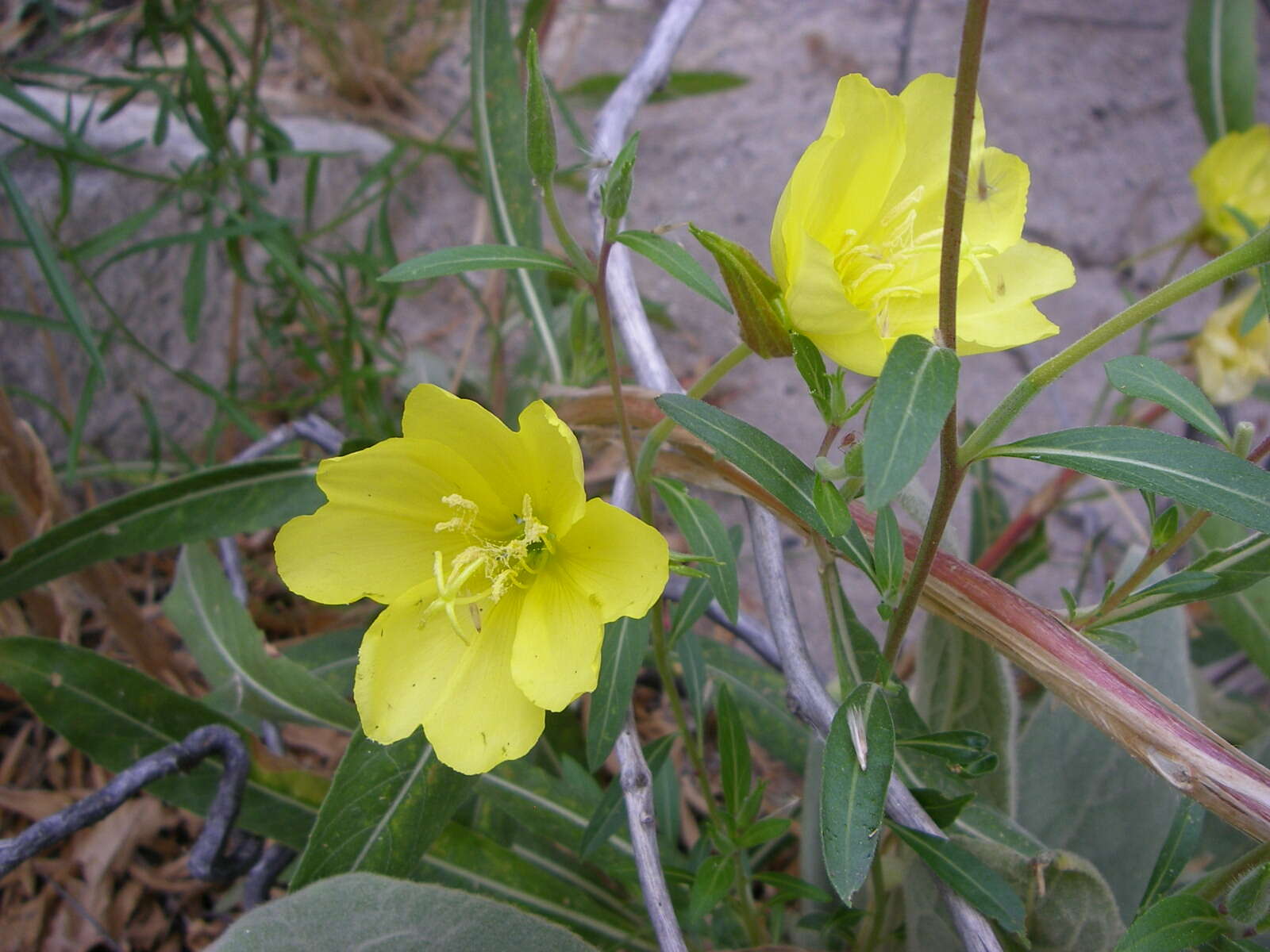 Image of evening primrose