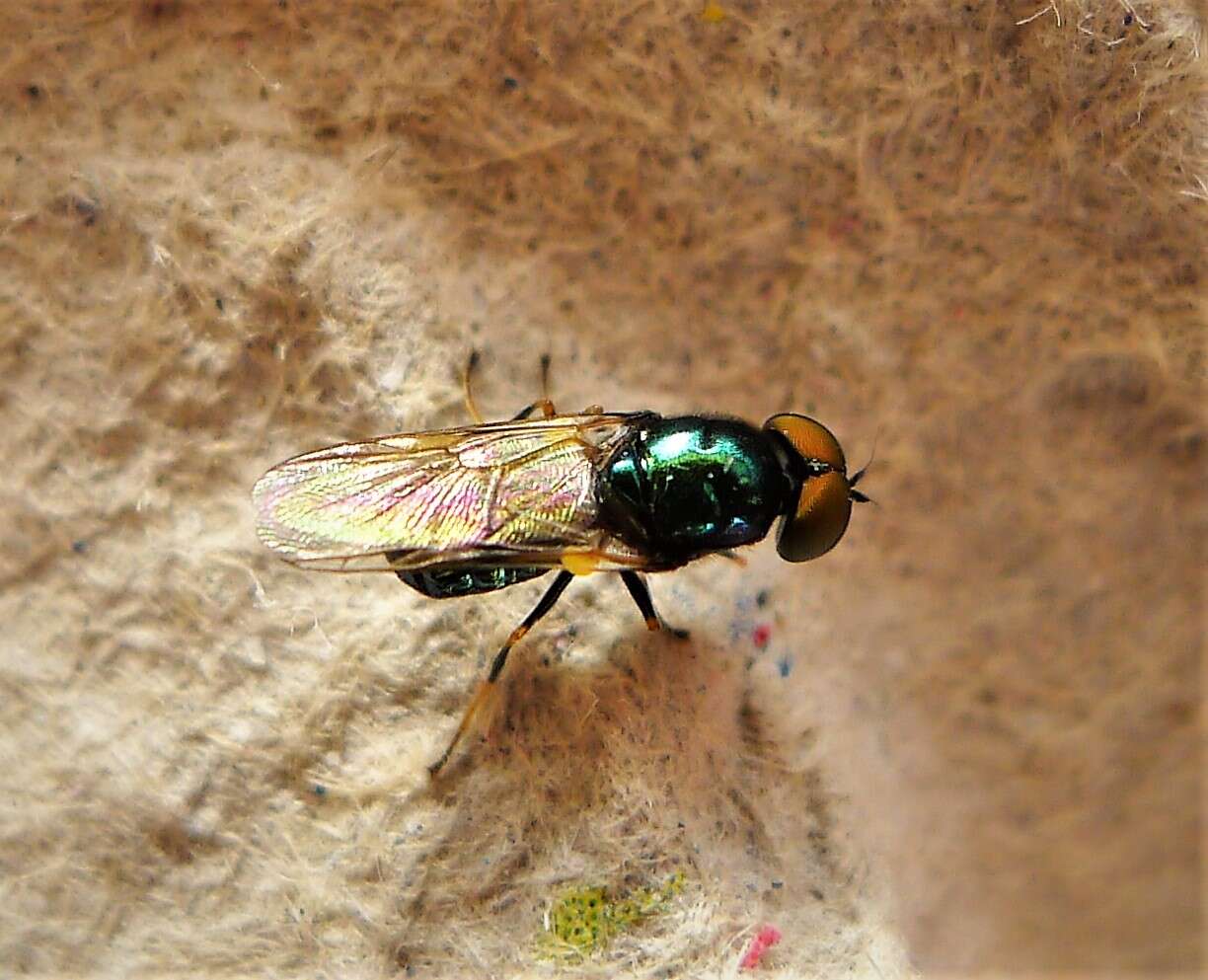 Image of Soldier fly