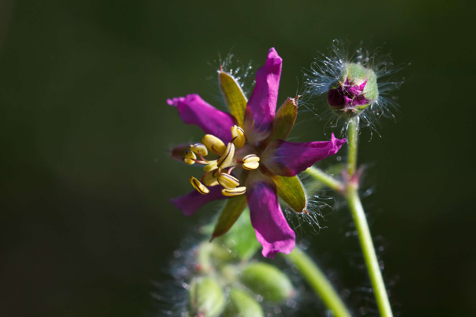 Image of Geranium reflexum L.