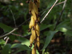 Image of Coralroot