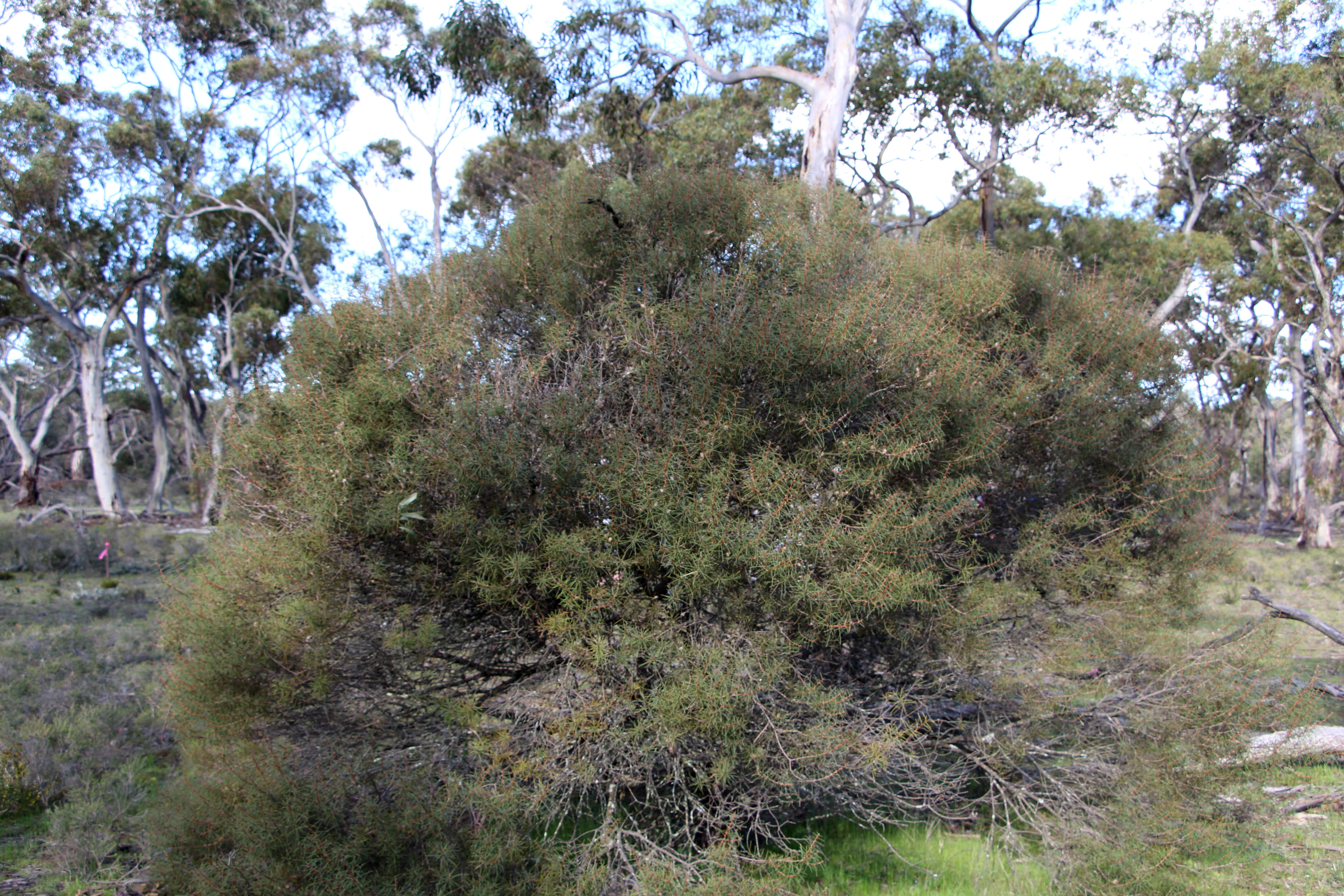 Image of Hakea mitchellii Meissn.