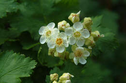 Plancia ëd Physocarpus malvaceus (Greene) Kuntze