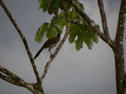 Image of Gray-headed Chachalaca