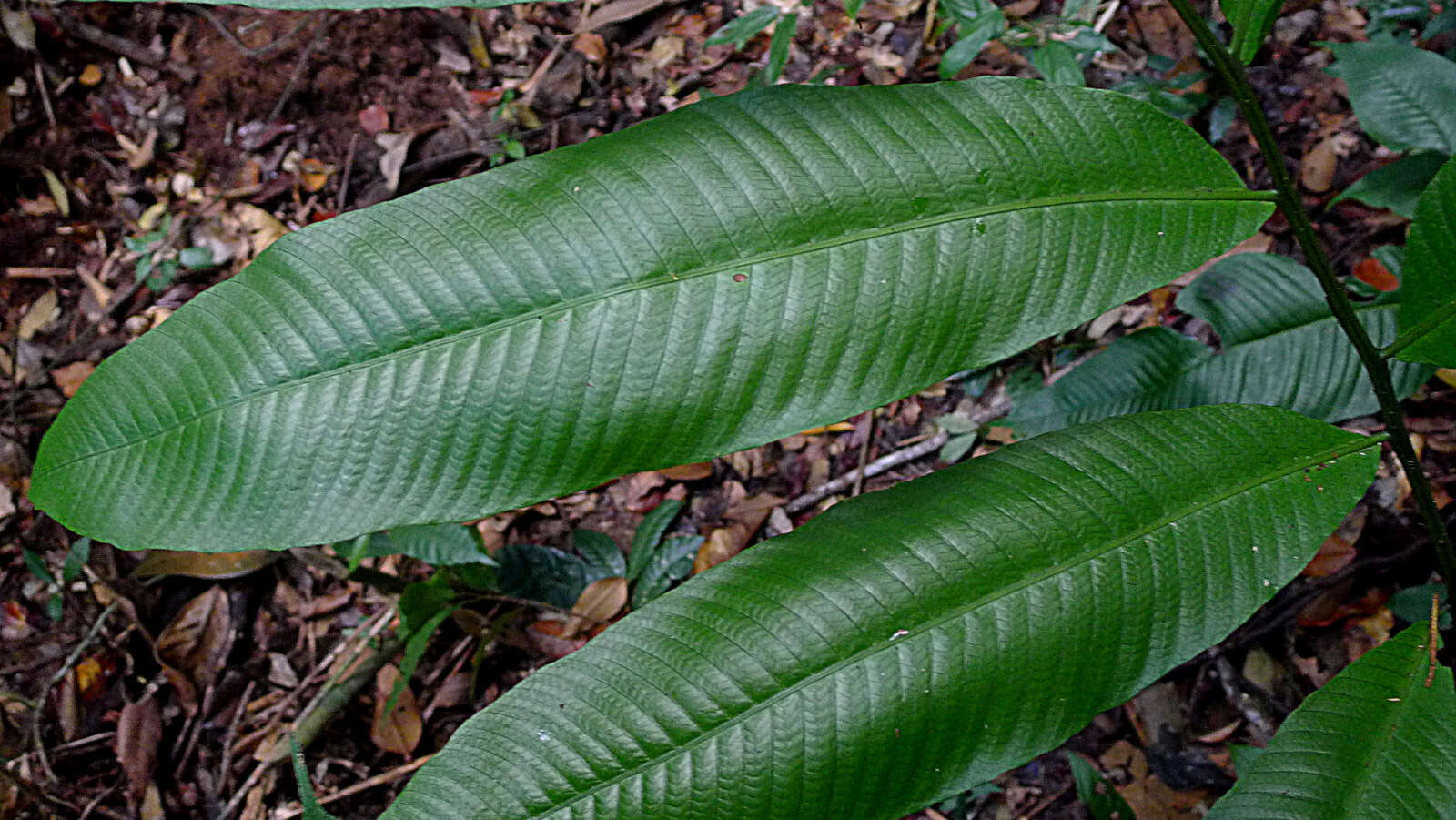 Слика од Meniscium macrophyllum Kunze