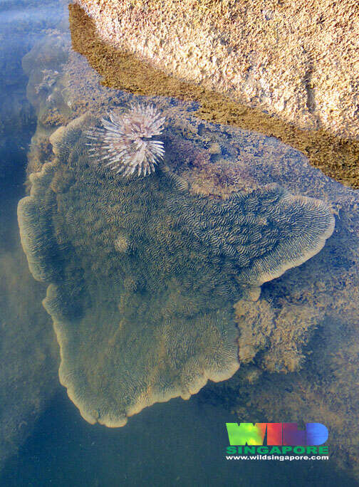 Image of plate coral