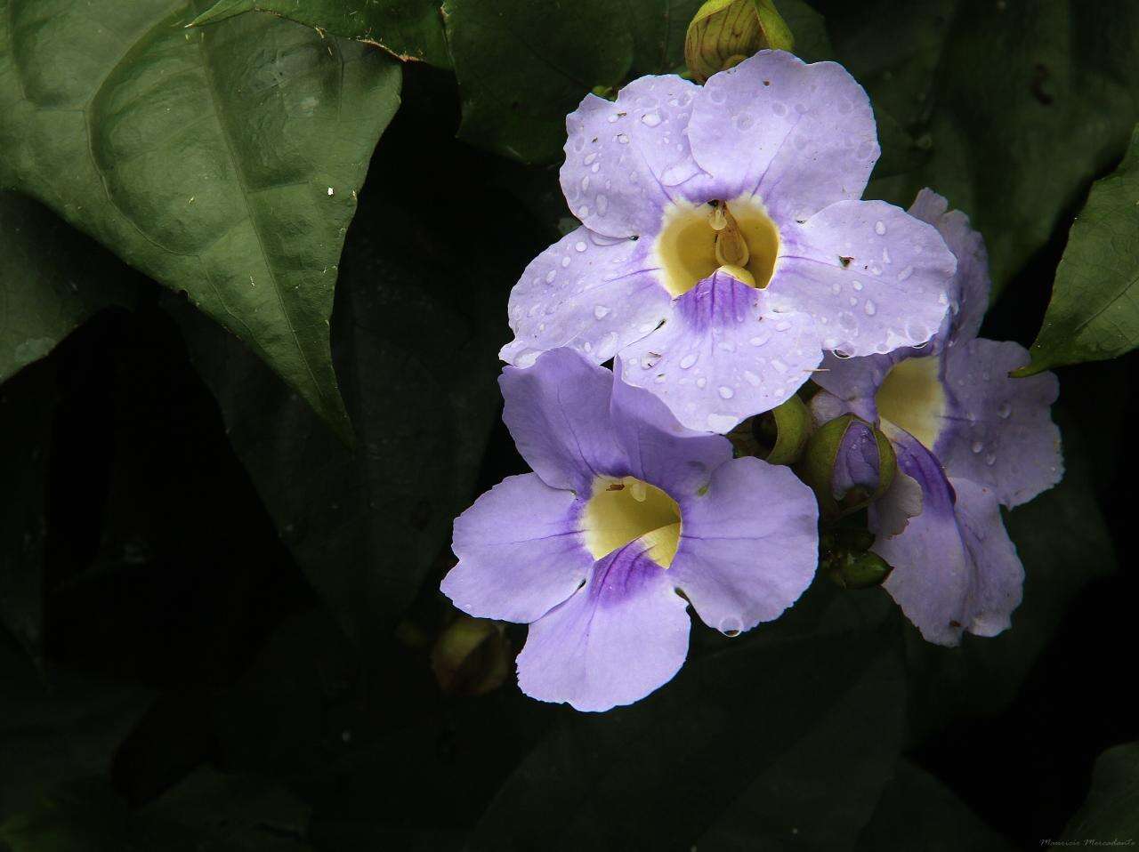 Image of Bengal clock vine