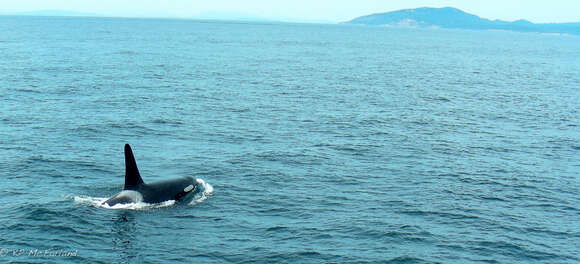 Image of killer whale