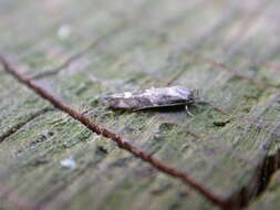 Image of momphid moths