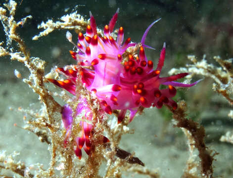 Coryphellina rubrolineata O'Donoghue 1929 resmi