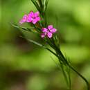 Image of Deptford Pink