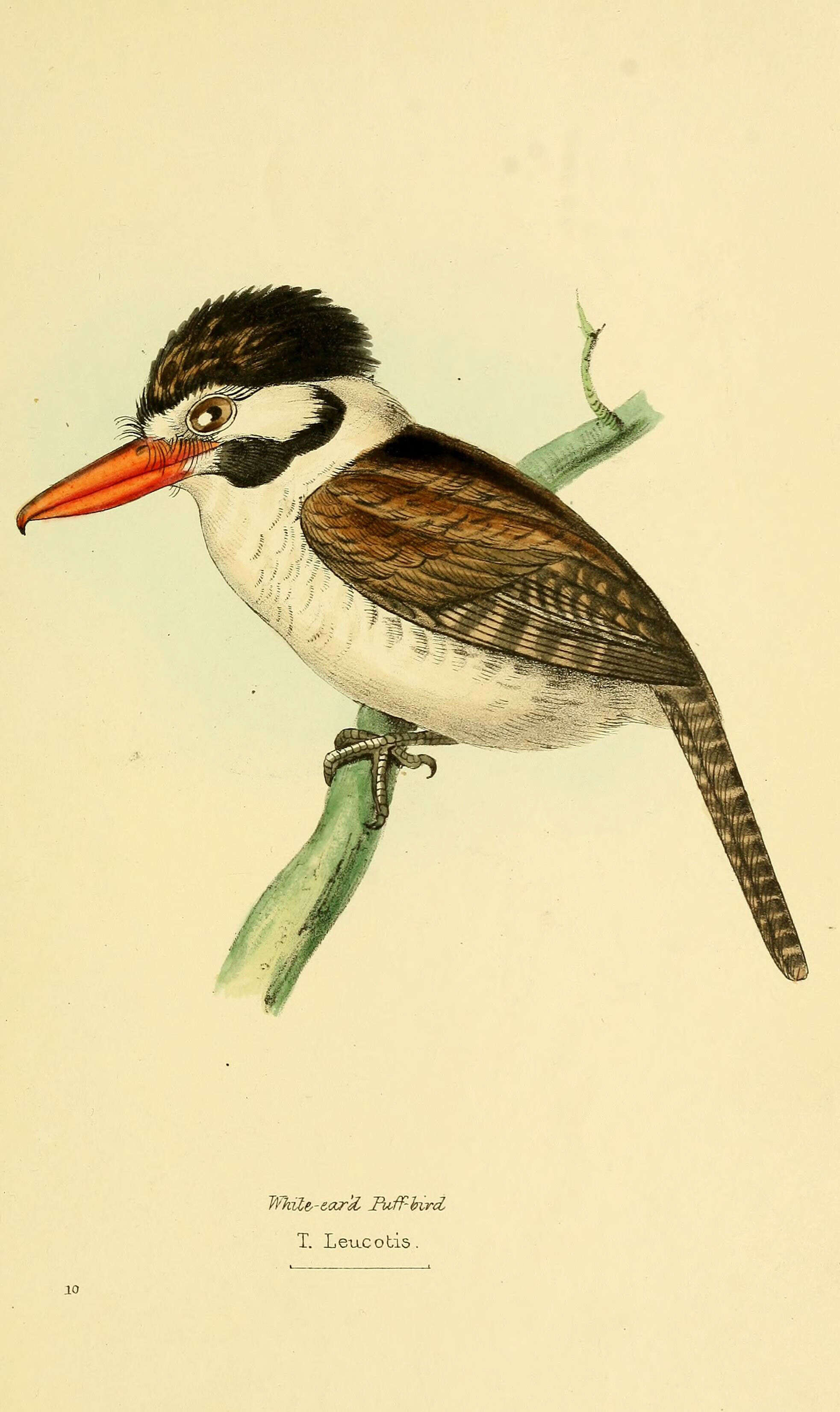 Image of Nystalus Cabanis & Heine 1863