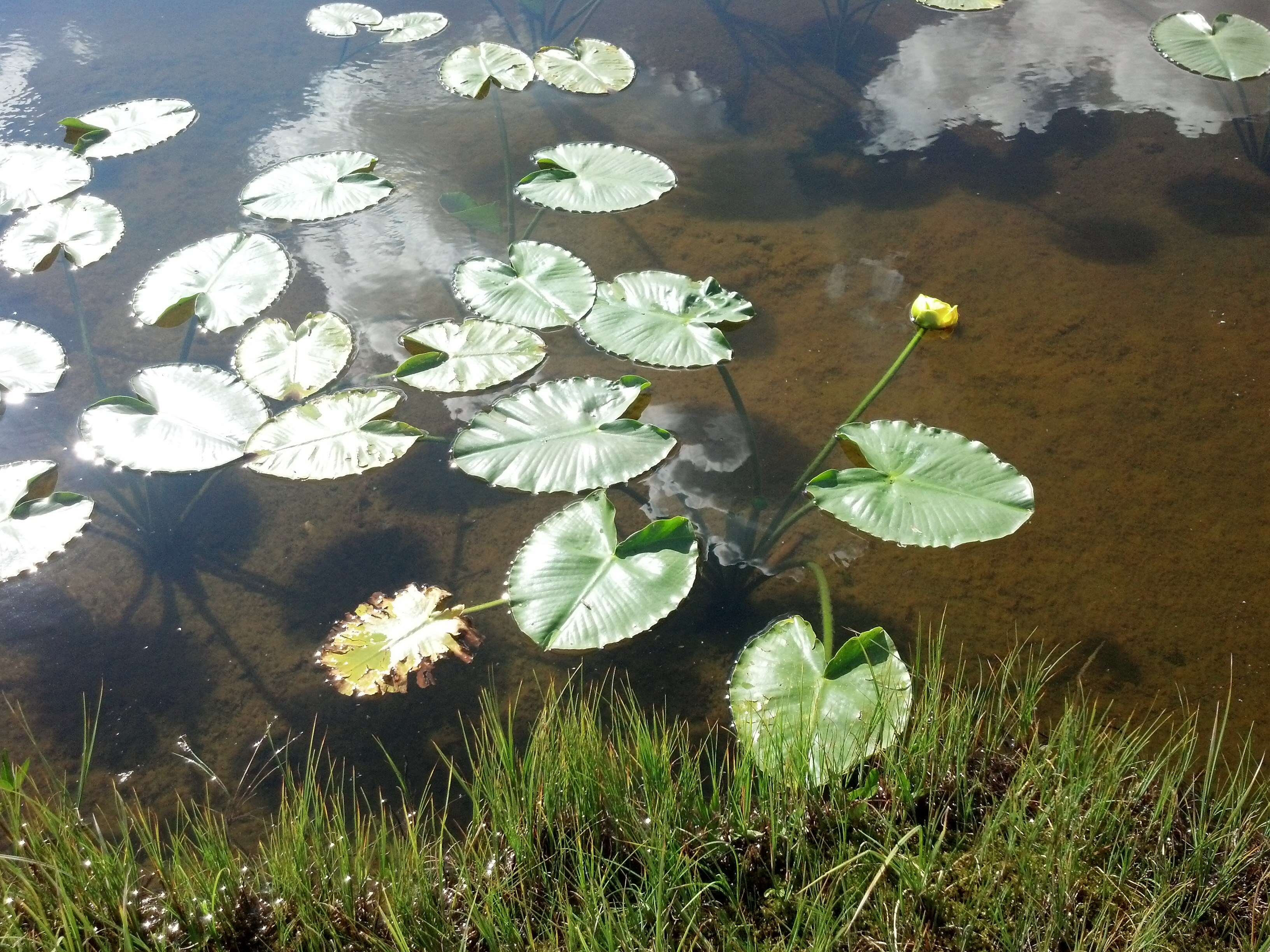 Image of pond-lily