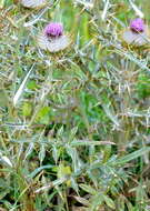 Image of woolly thistle