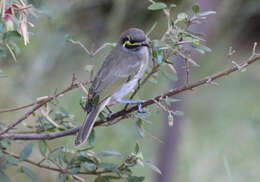 Image of Caligavis Iredale 1956