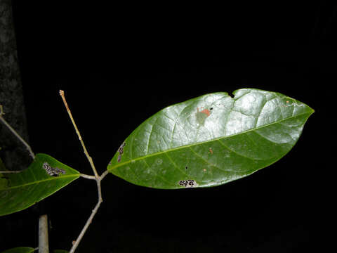 Salacia multiflora (Lam.) DC. resmi