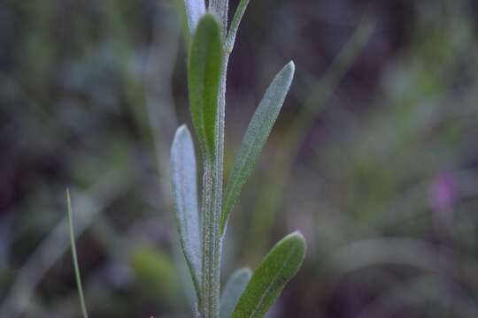 Image of oneflower honeycombhead