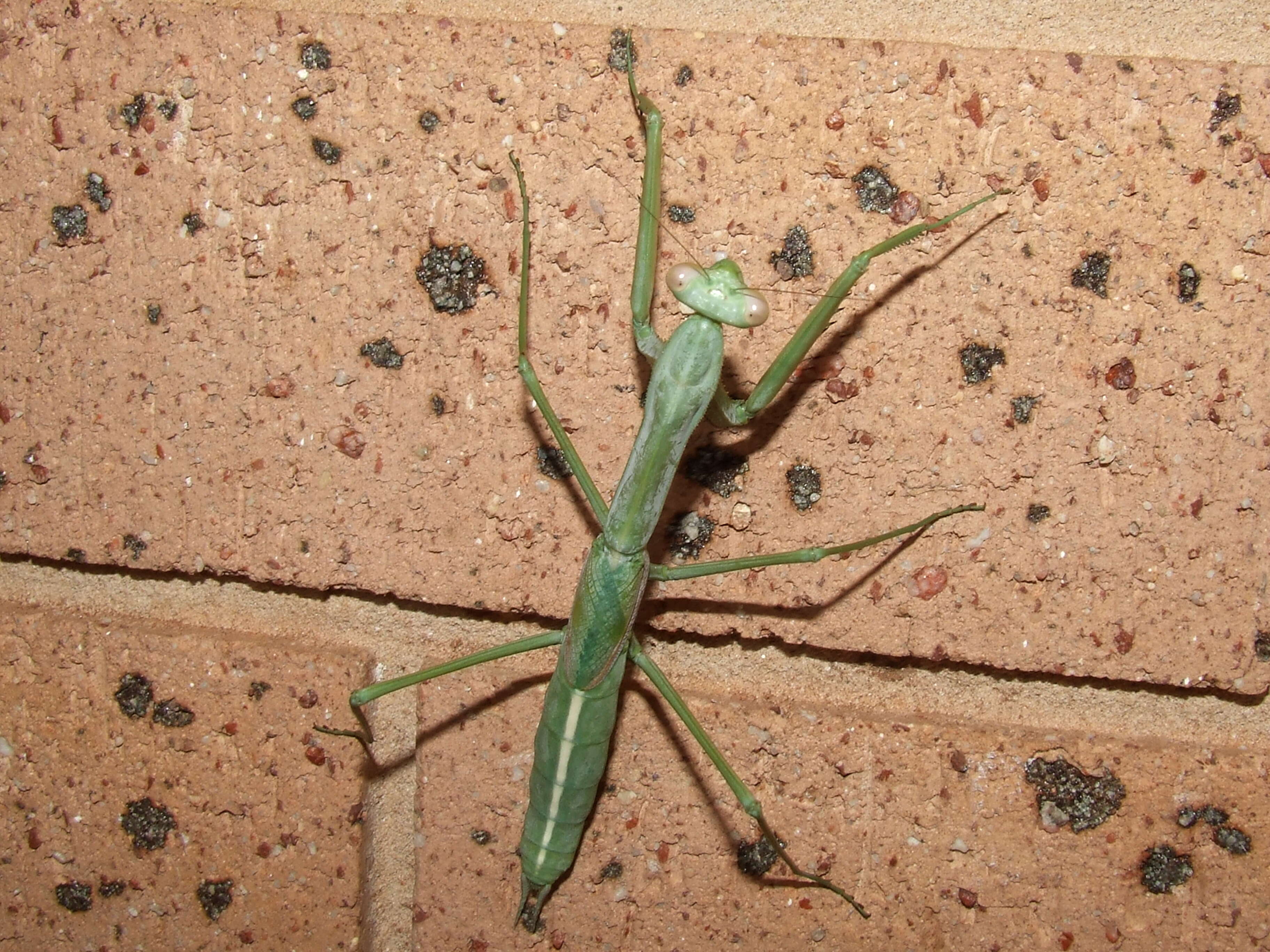 Image of Archimantis