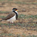 Image of Banded Lapwing