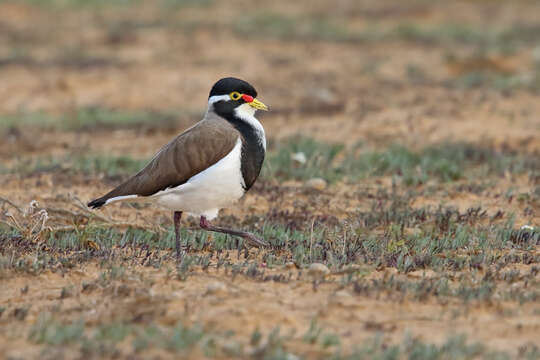 Image of Banded Lapwing