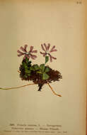 Image of Primula minima L.