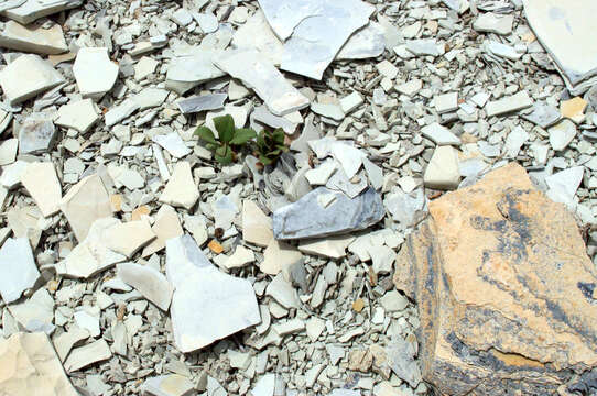 Image of Uinta Basin beardtongue