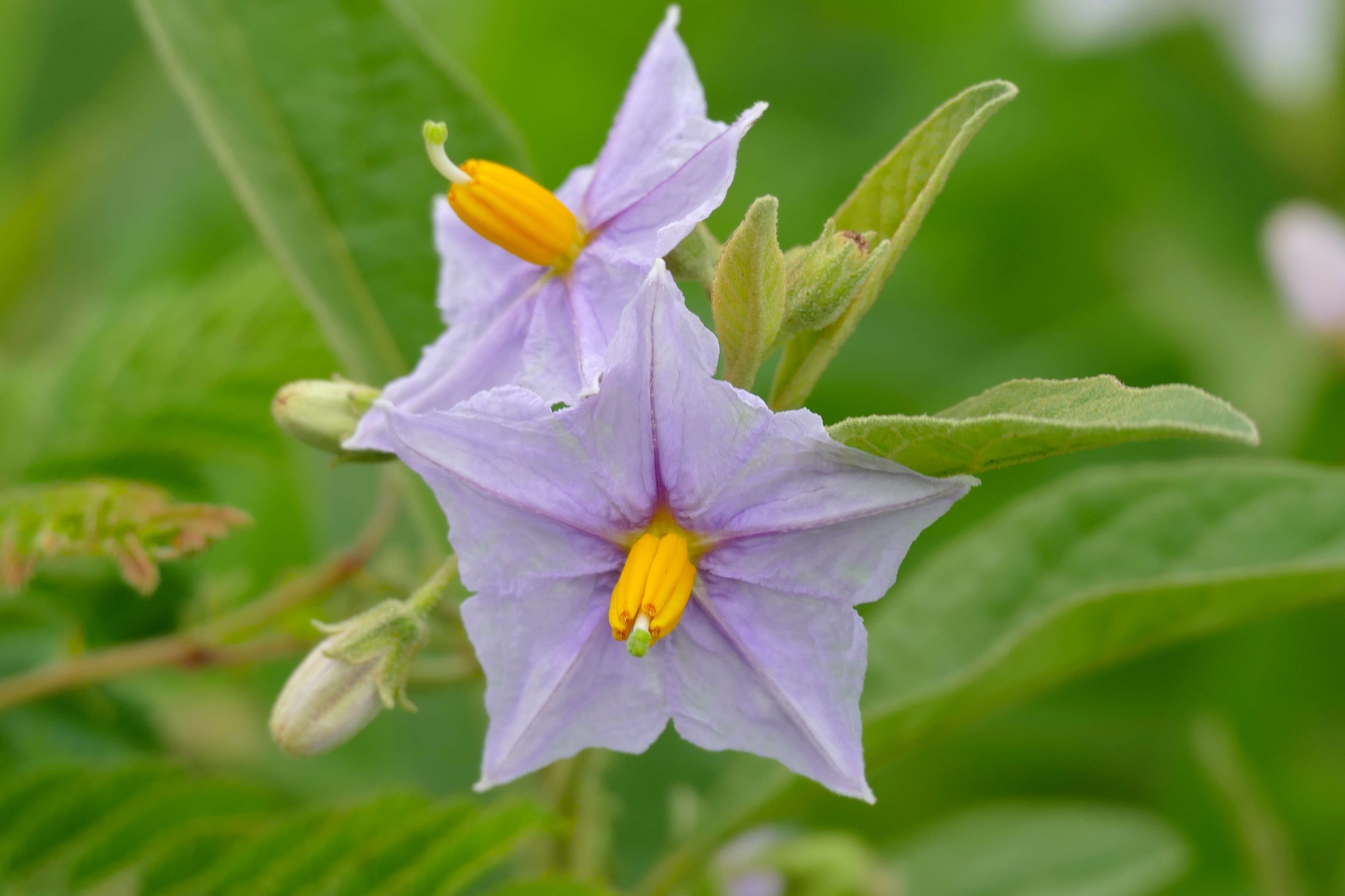Image of Solanum campylacanthum Hochst. ex A. Rich.