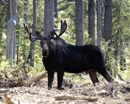 Image of North American Elk