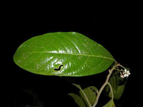 Image of Pleurothyrium golfodulcense W. Burger & N. Zamora