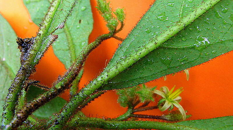 Image of Solanum polytrichum Moric.